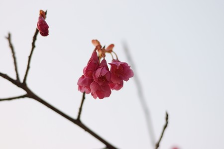 寒緋桜（カンヒザクラ）