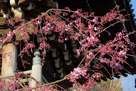 柴又帝釈天 鐘楼堂と枝垂れ桜
