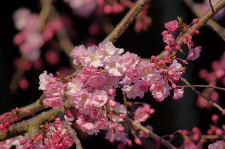 柴又帝釈天 八重紅枝垂れ