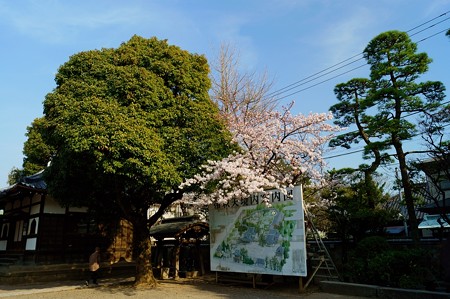 柴又帝釈天 案内図横の楠と桜