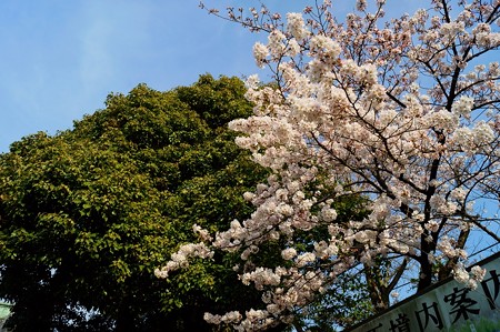 柴又帝釈天 楠と桜