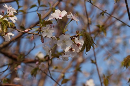 大山桜（オオヤマザクラ）