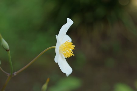 白雪芥子（シラユキゲシ）