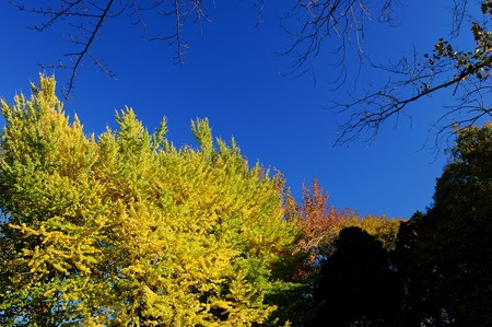 千葉大学 園芸学部