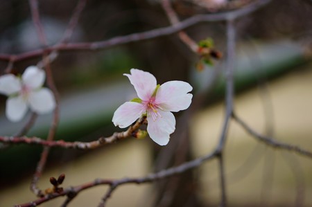 冬桜（フユザクラ）