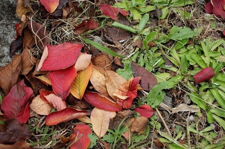 桜の紅葉