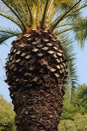 カナリー椰子（カナリーヤシ）