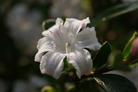 白丁花（ハクチョウゲ）