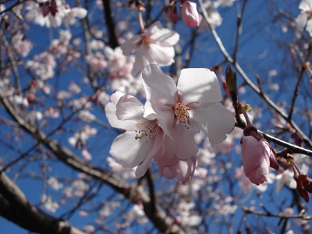 桜が咲いていた