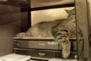 DVDハードディスクの上で昼寝していた猫が突然周りを巻き込みな がら転...