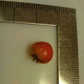 Photos: トマトが穫れました。