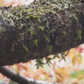 Photos: カヤラン　Thrixspermum japonicum