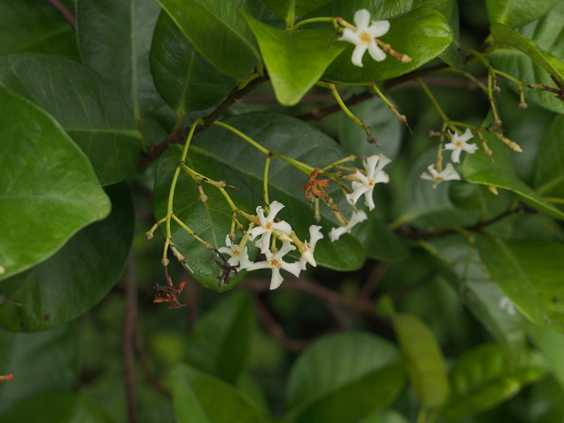テイカカズラ　Trachelospermum asiaticum