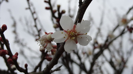 芽生え