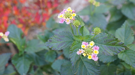 DSC08016