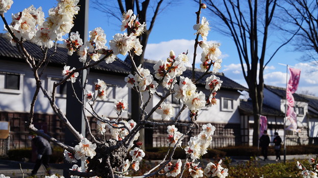 DSC00609