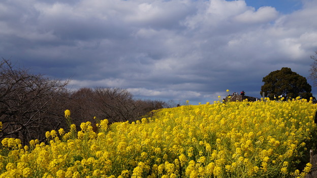 菜の花続け