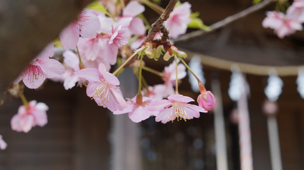 河津桜とつぼみ