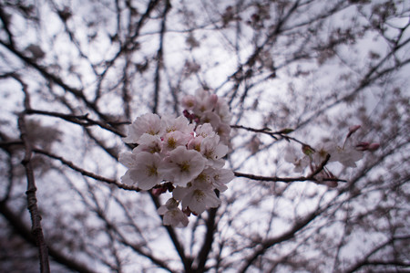 桜玉