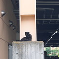 Photos: 柱の猫