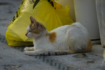 DSC00286
