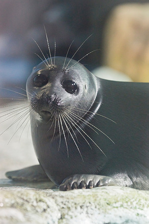 marinepia120609025