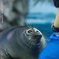 marinepia160504204