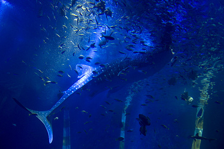 notojima100826199