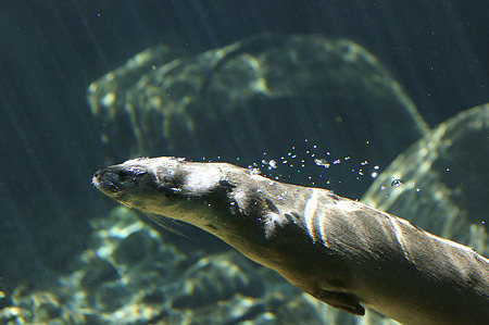 zoorasia110828010