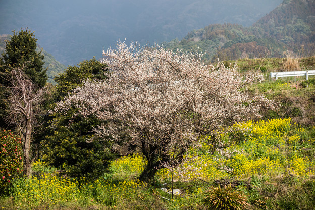 江里山の白梅