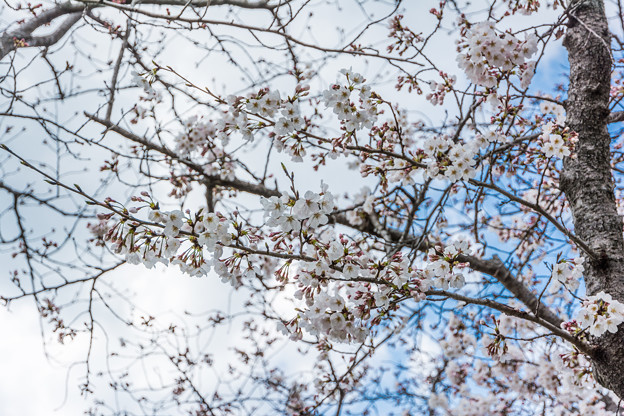 佐賀城堀端の桜-2