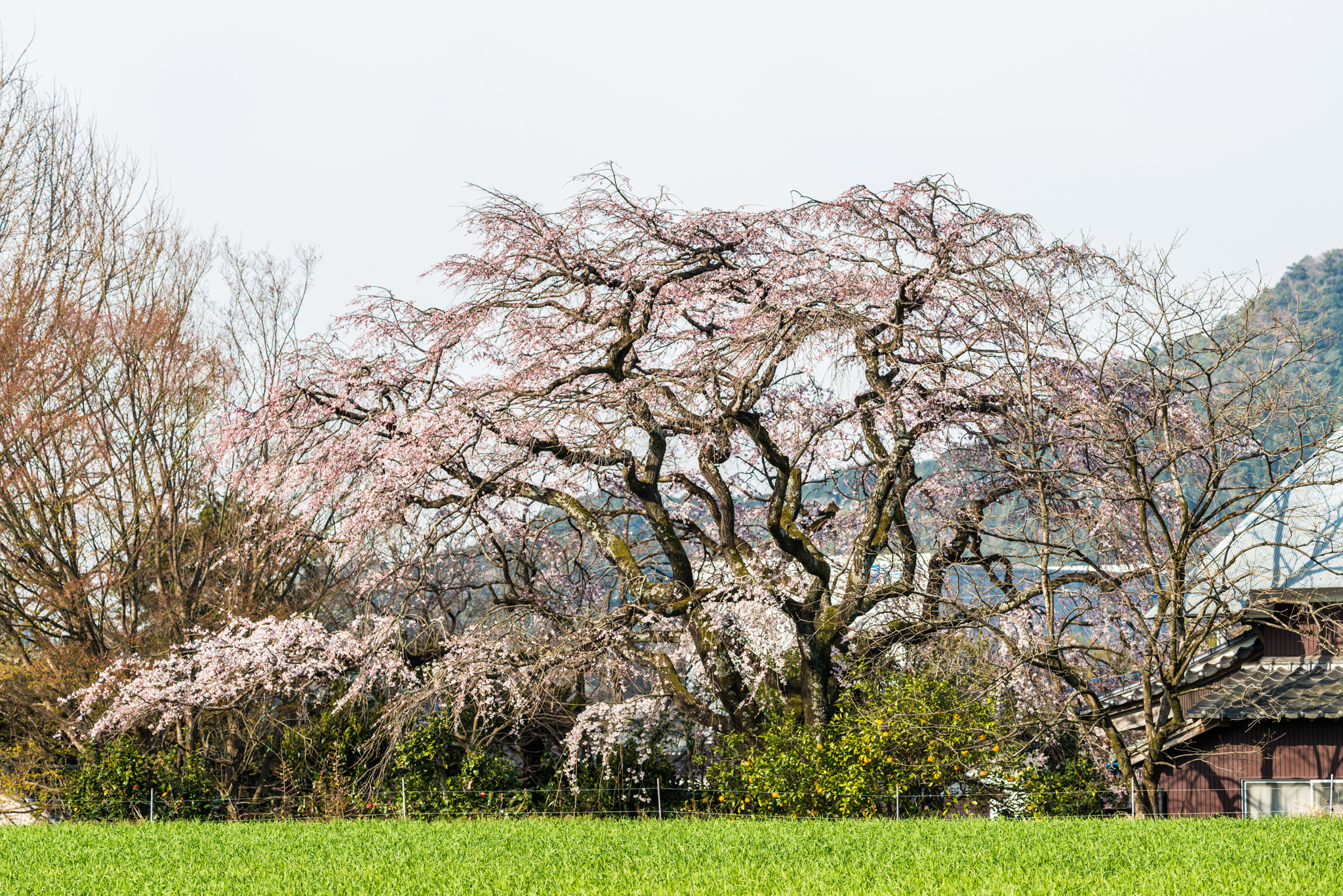 宝珠寺のしだれ桜-5