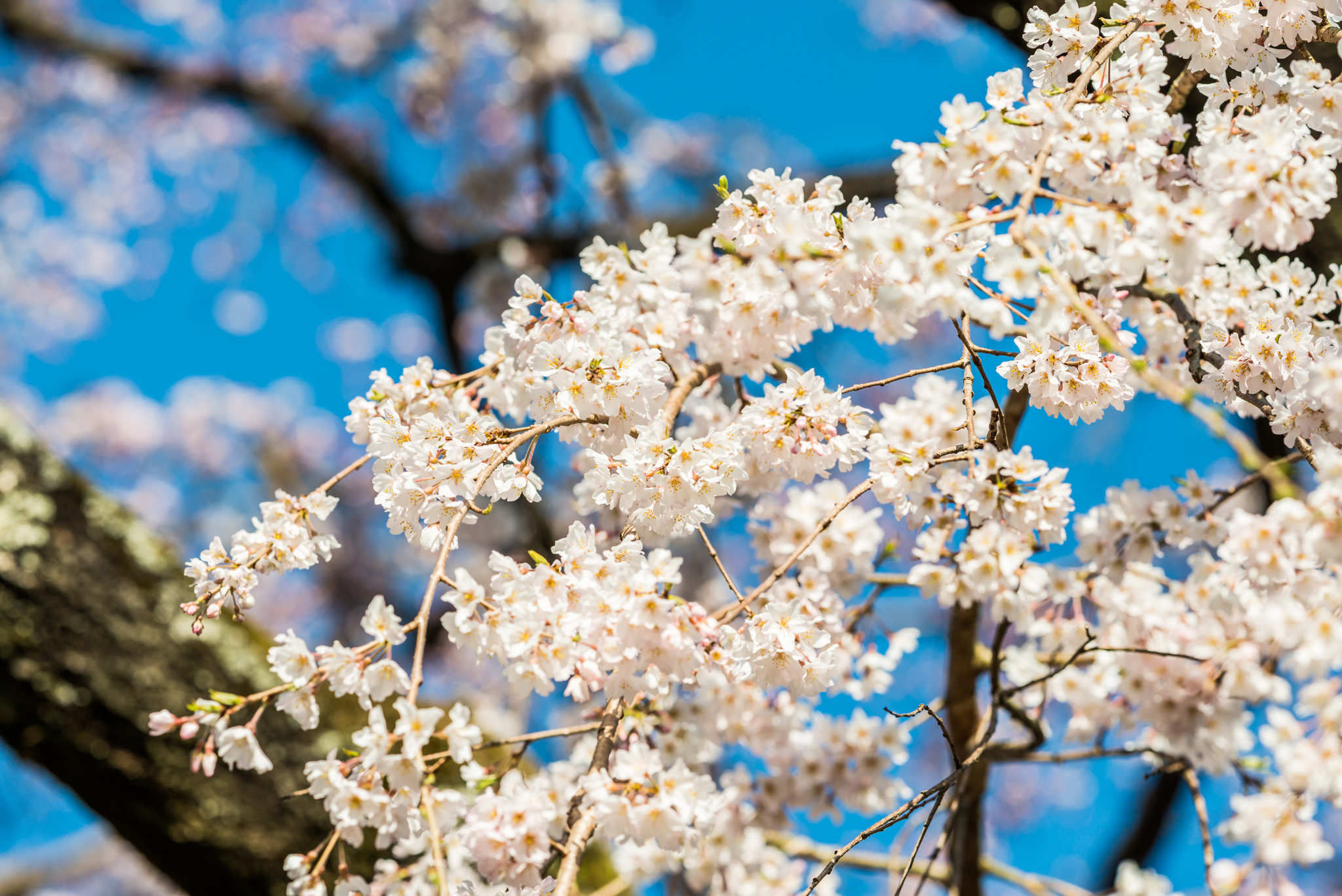 宝珠寺のしだれ桜-6