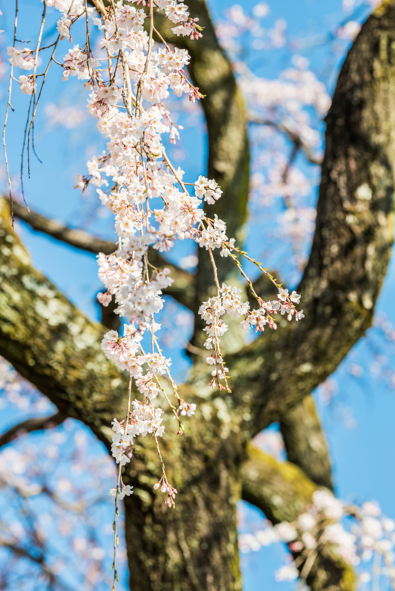 宝珠寺のしだれ桜-8