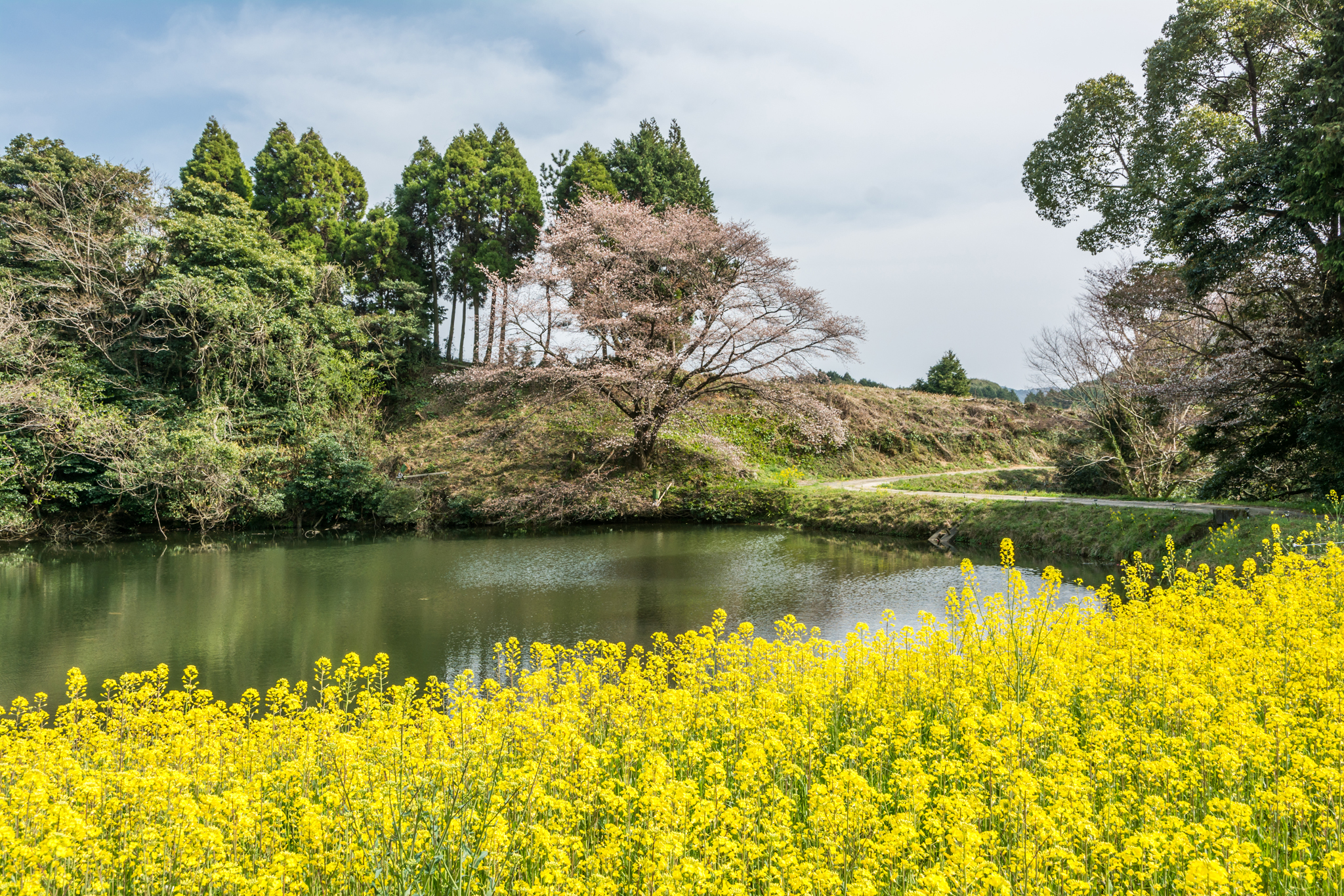 ジラカンス桜-2
