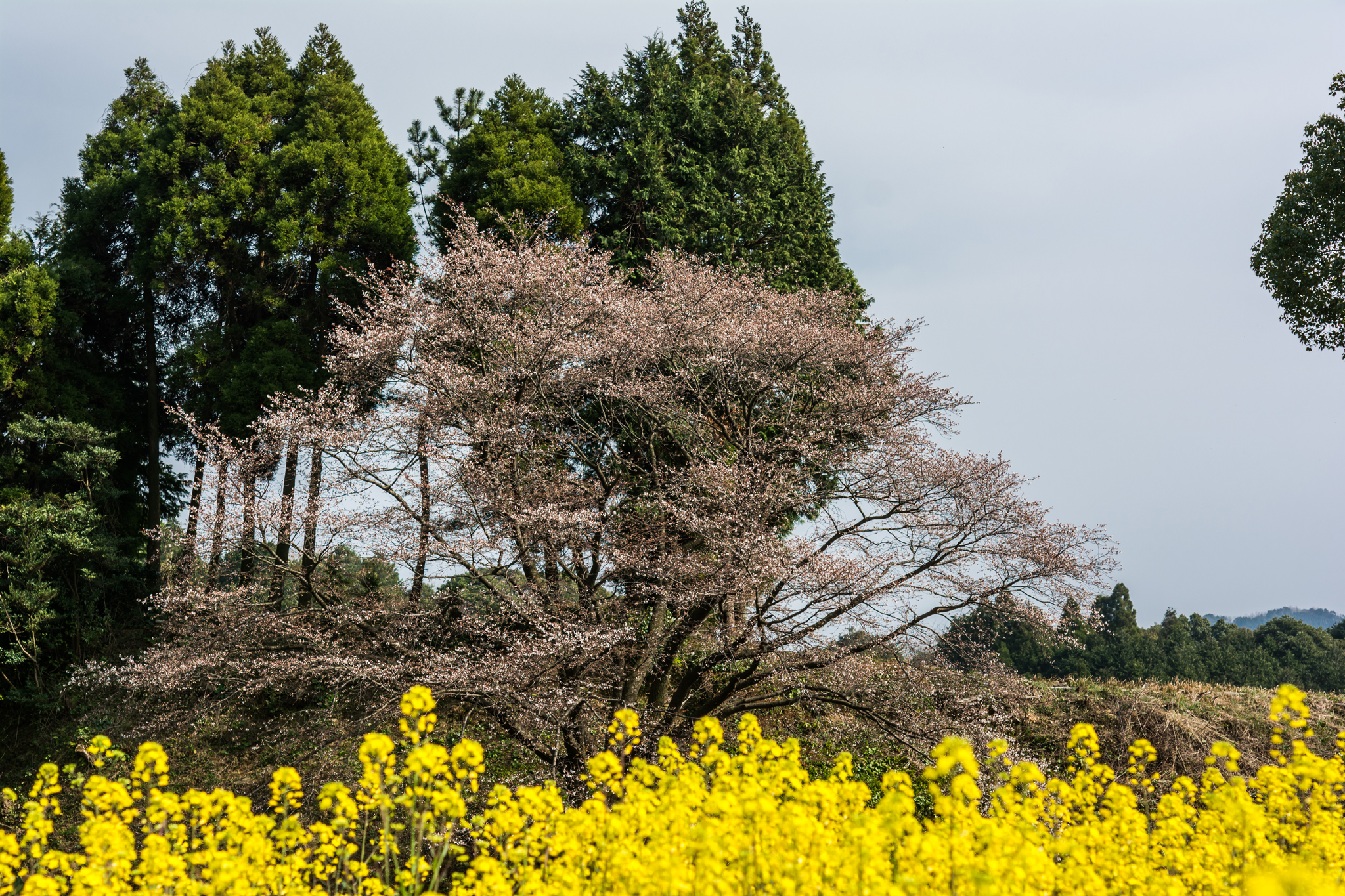 ジラカンス桜-5