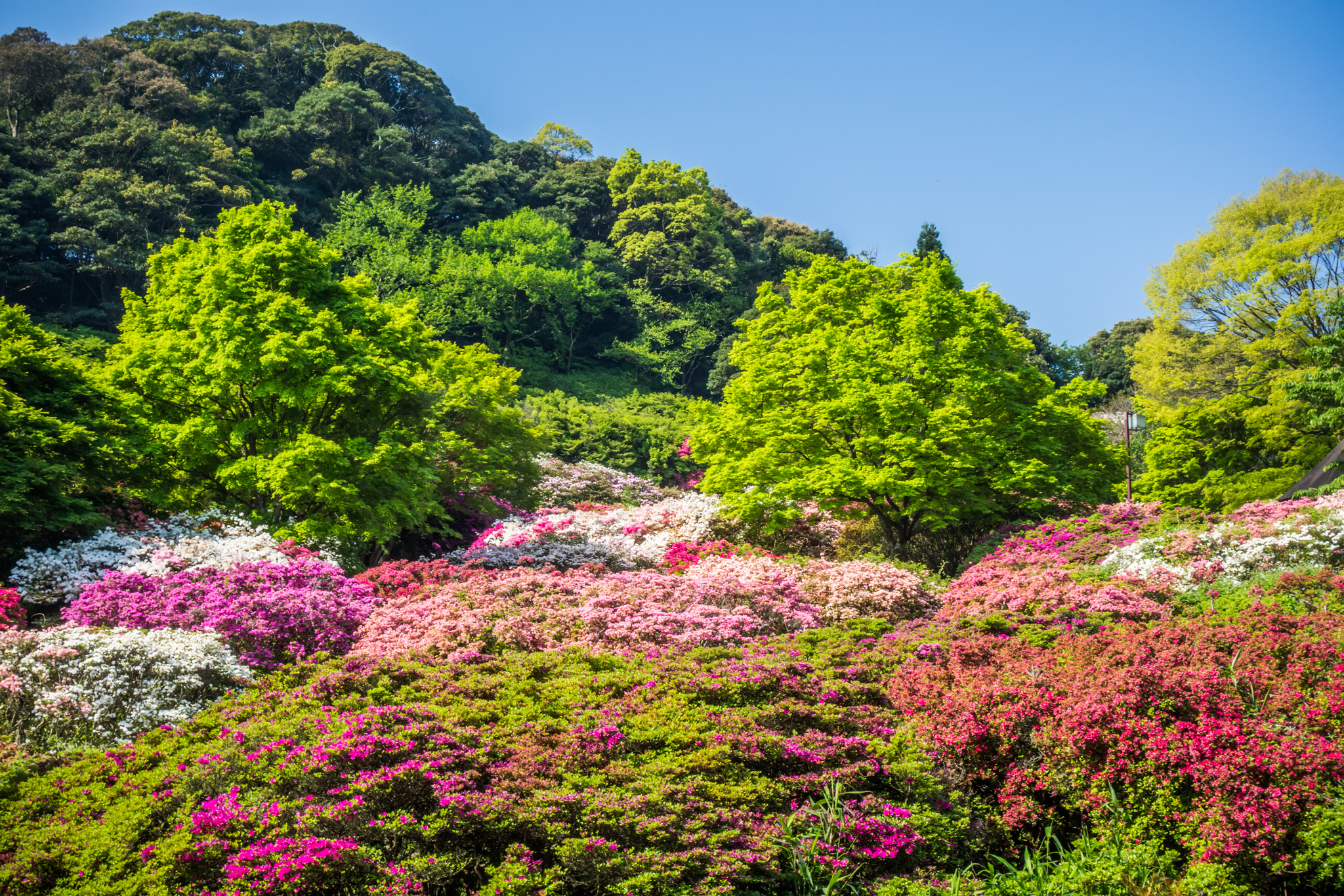 久留米森林つつじ公園-4