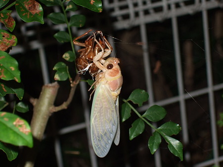DSCF6297