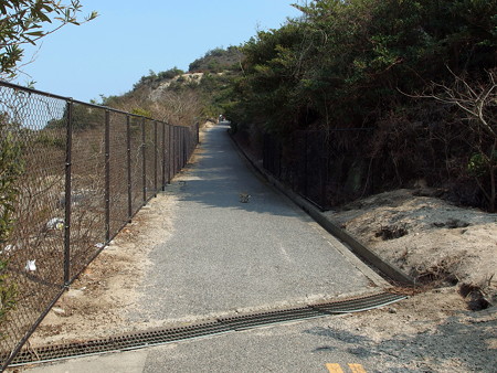 大久野島 外周路