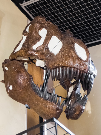 ティラノサウルスの化石（レプリカ）