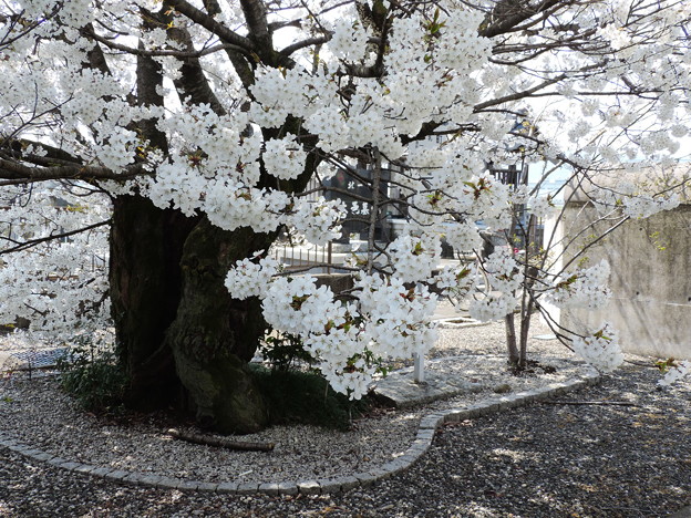 1298 北一色の乳母桜 - 写真共有サイト「フォト蔵」