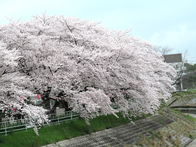 写真: IMG_9137 H27桜