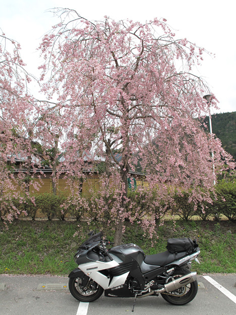IMG_9210　遠山郷しだれ桜