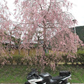 Photos: IMG_9210　遠山郷しだれ桜