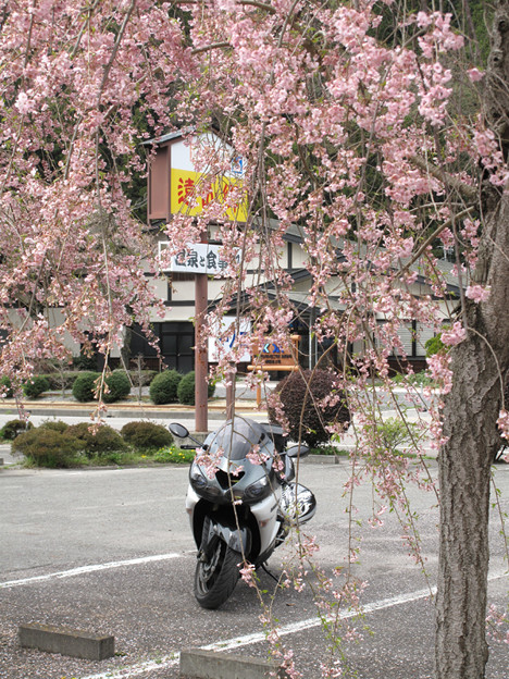 写真: IMG_9211 遠山郷しだれ桜