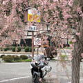 Photos: IMG_9211　遠山郷しだれ桜