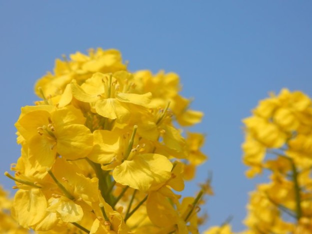 DSCN1388 鮮やかに 写真: DSCN1388 鮮やかに