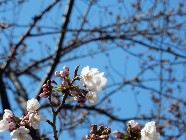 DSCN1705 初桜 写真: DSCN1705 初桜