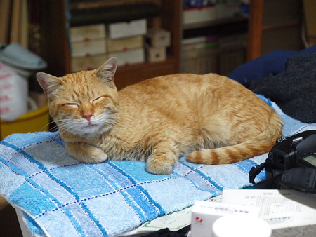 2009年04月24日の茶トラのボクチン(もうすぐ5歳)