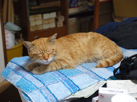 2009年04月24日の茶トラのボクチン(もうすぐ5歳)